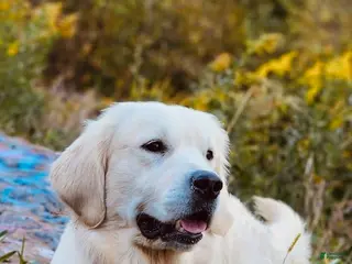 Golden Retriever dogs The Charlie Brown girls - Ad 20