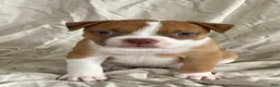 American Bulldog dogs for sale: Blue eyed Betsy  - Ad 1