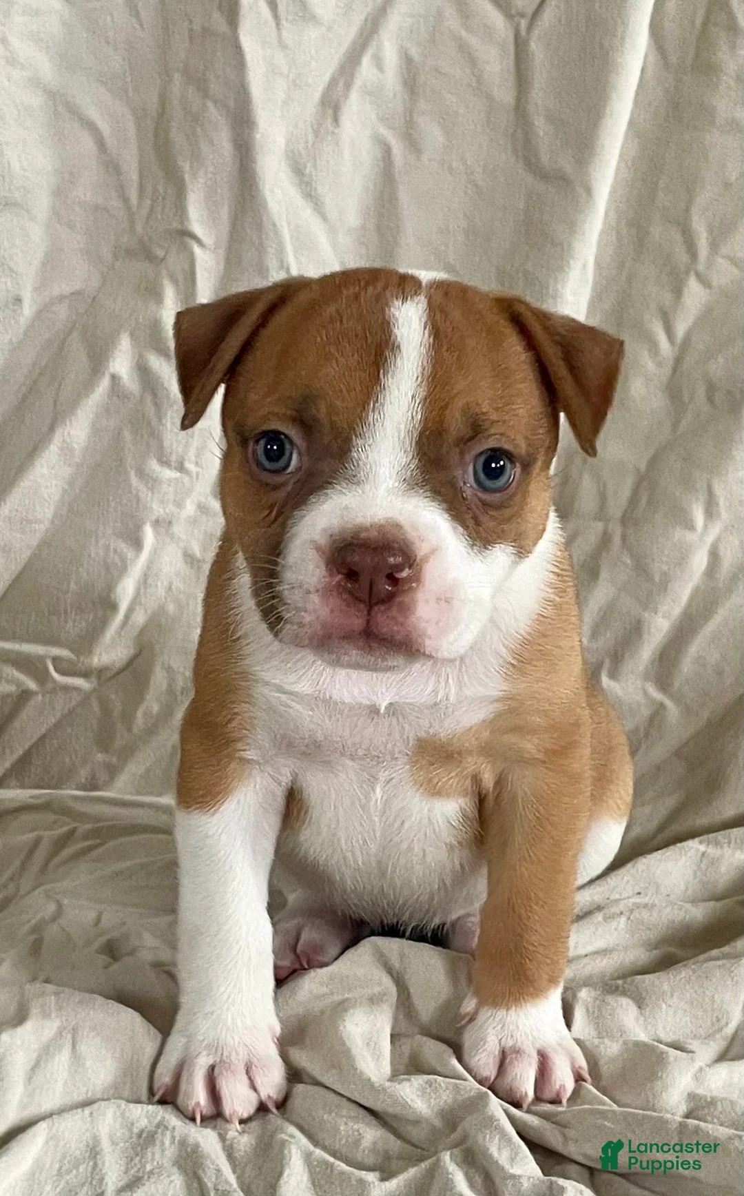 American Bulldog dogs for sale: Blue eyed Betsy  - Ad 1