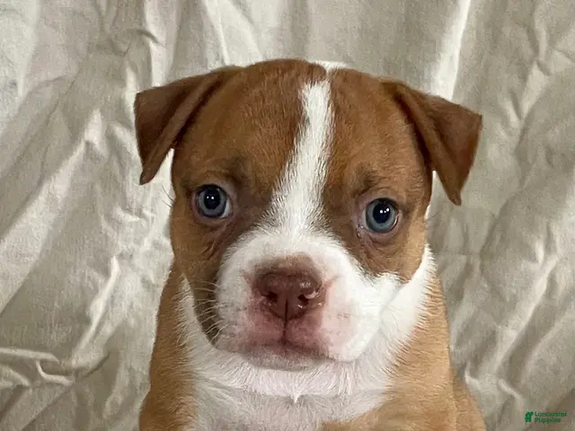 American Bulldog dogs for sale: Blue eyed Betsy - Ad 1