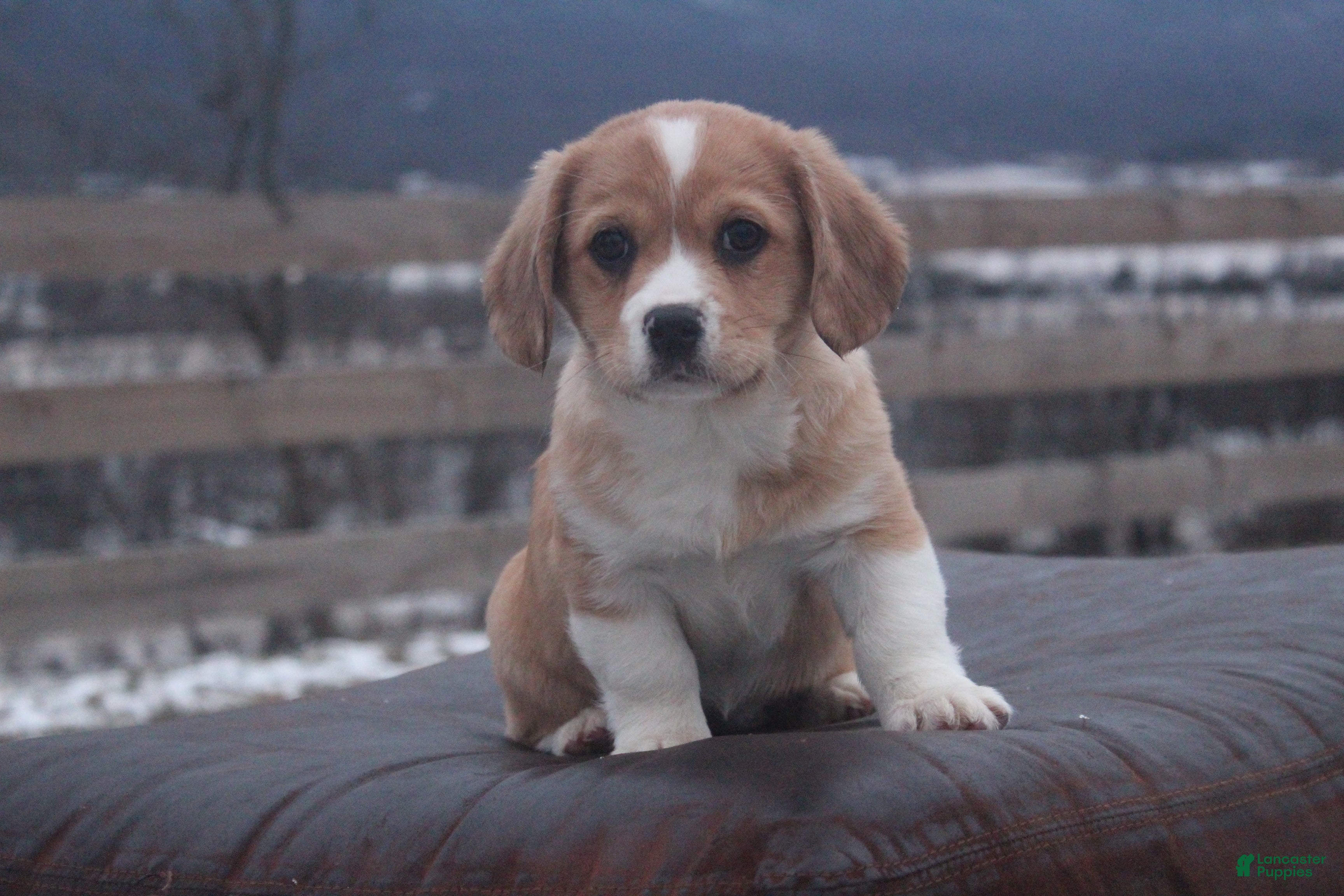 Mixed Breed dogs Layna - Ad 2