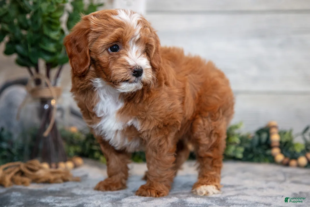 Mini Goldendoodle dogs for sale: Stevie - Ad 3