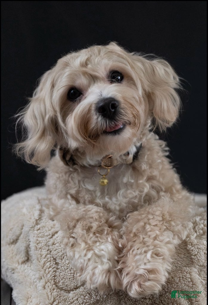 Maltipoo dogs Chub-Chub  - Ad 1