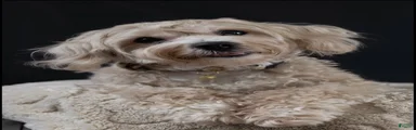 Chub-Chub 
