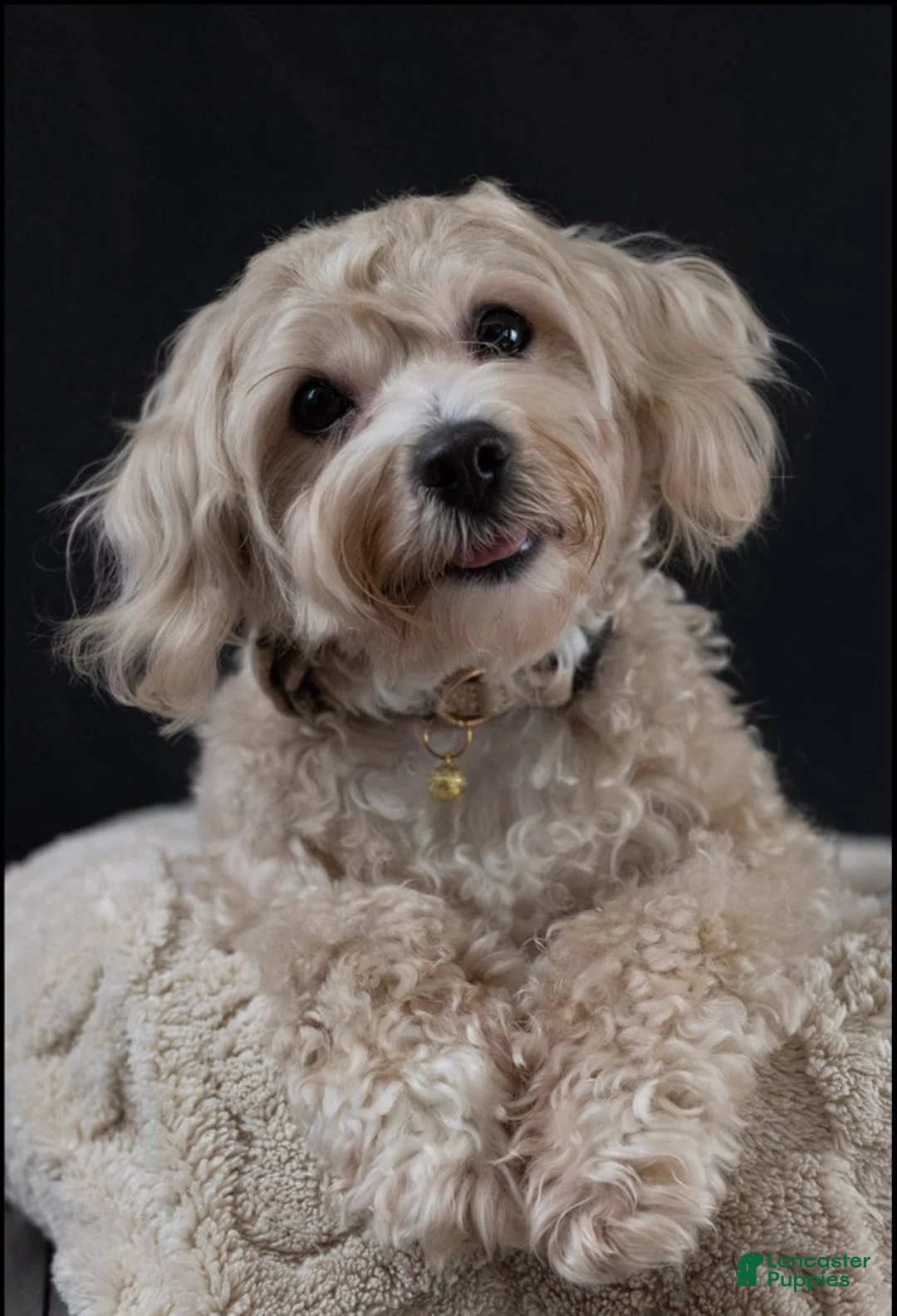 Maltipoo dogs for sale: Chub-Chub  - Ad 1