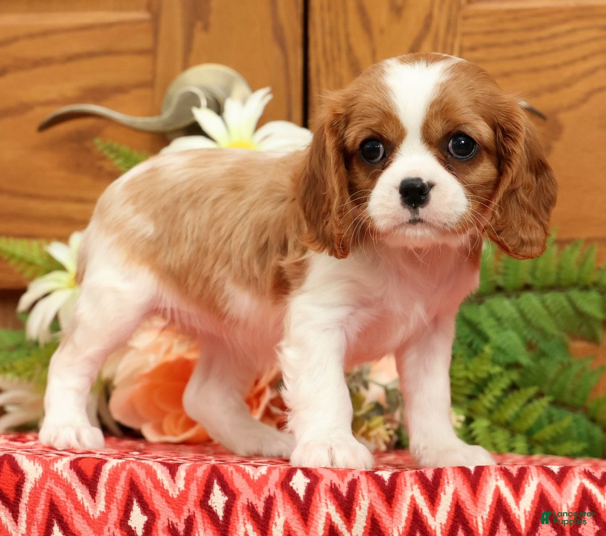 Cavalier King Charles Spaniel dogs Trisha - Ad 1