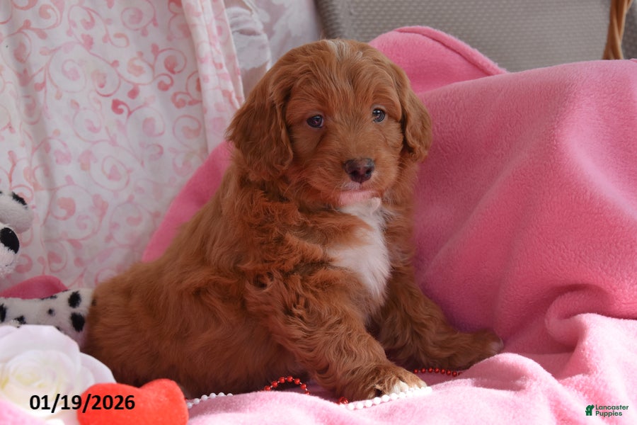 Cockapoo dogs Norman - Ad 35