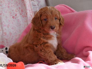 Cockapoo dogs Norman - Ad 25