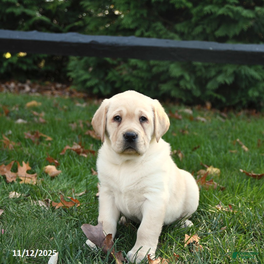 Labrador Retriever dogs for sale: Harper - Ad 2