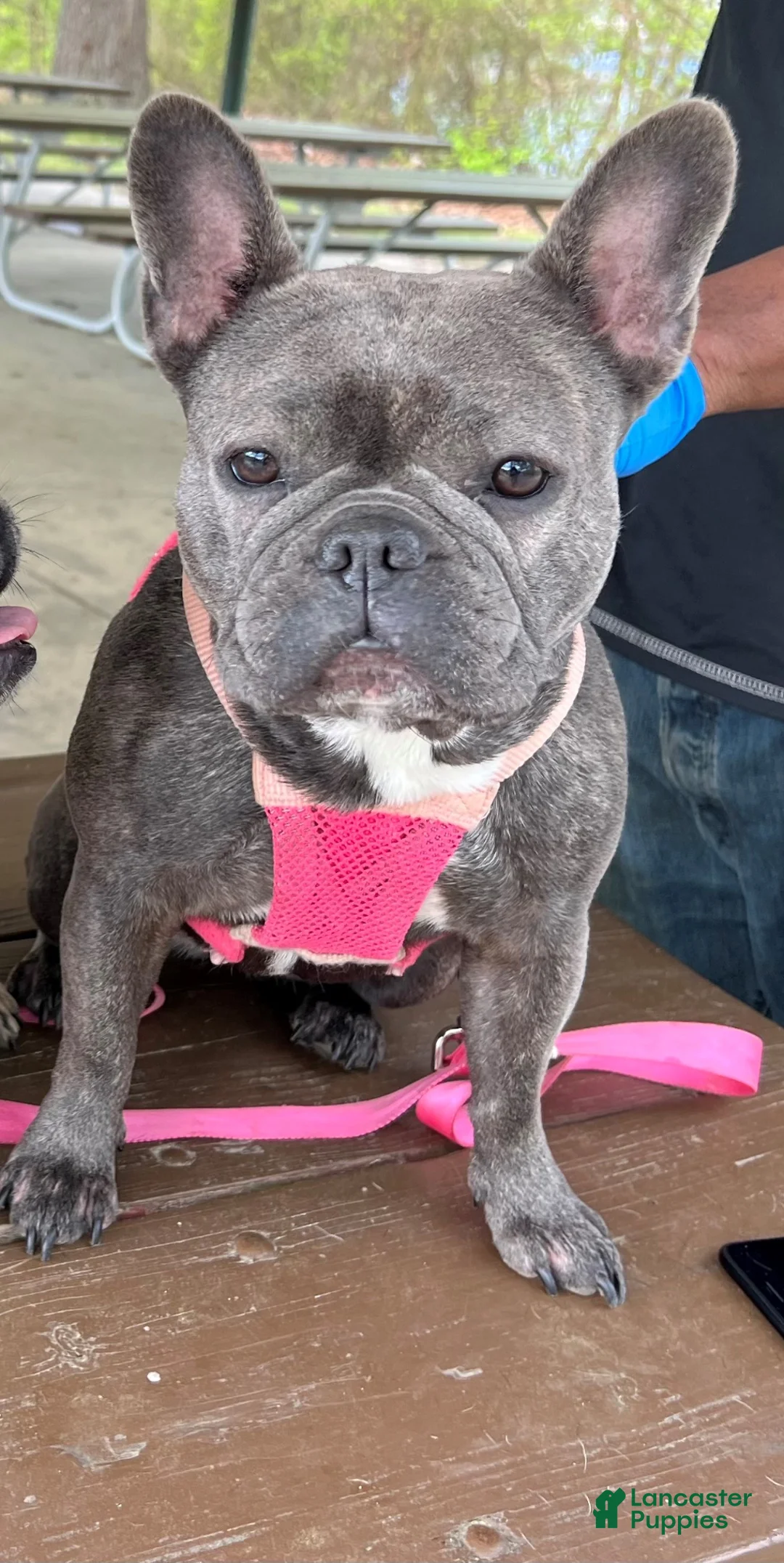 Gallery Image {{count}}