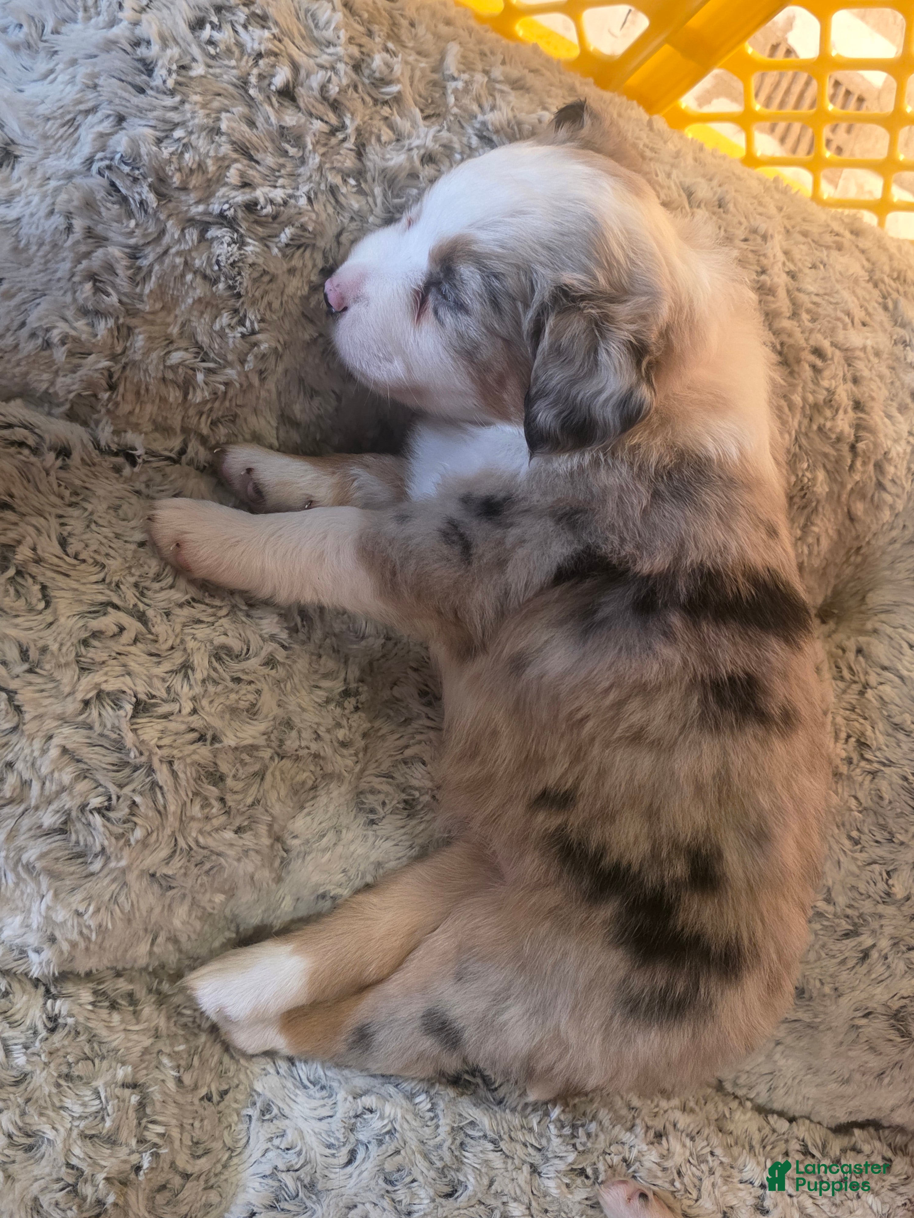 Australian Shepherd dogs Dalia - Ad 2