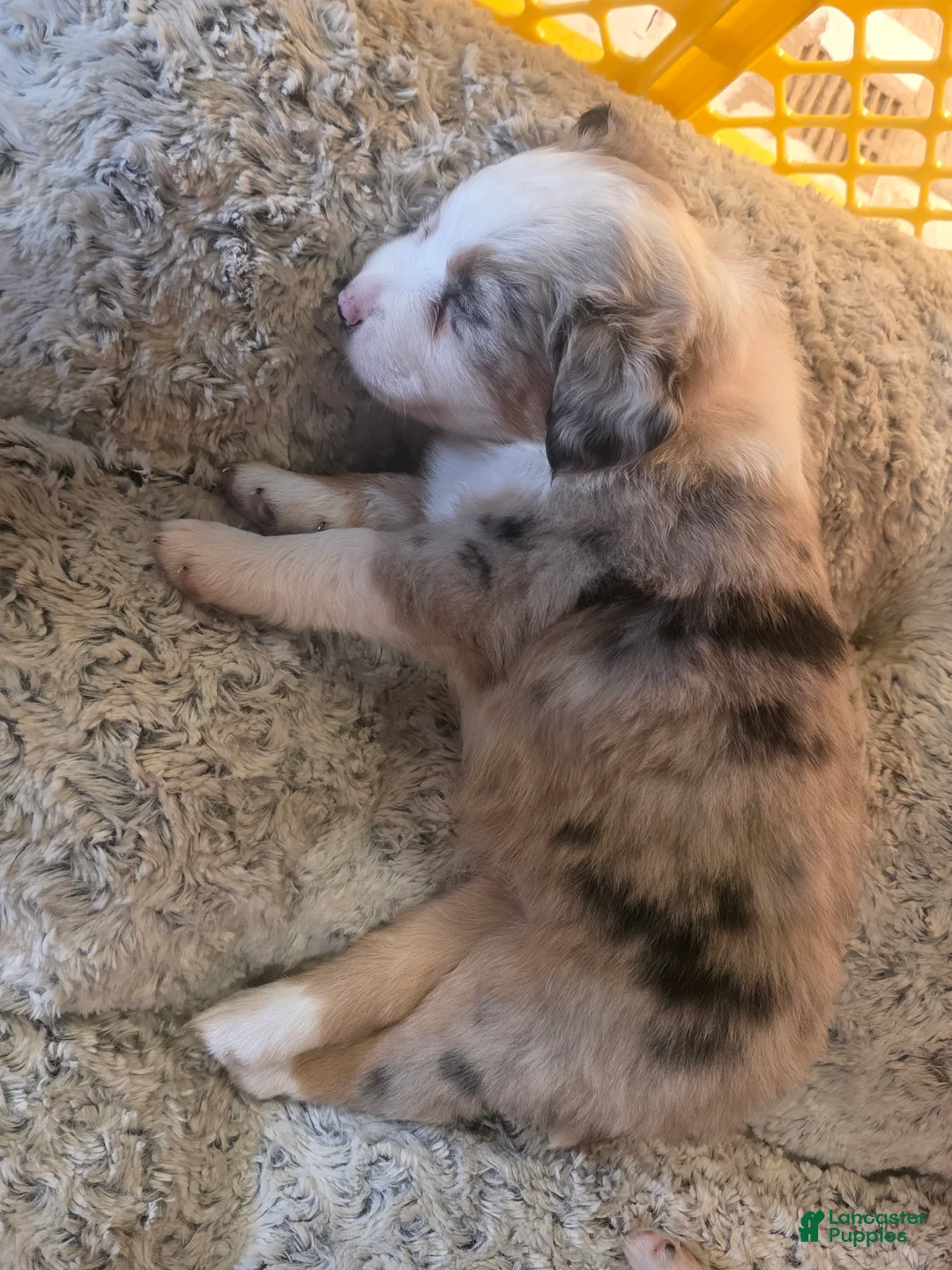 Australian Shepherd dogs for sale: Dalia - Ad 2