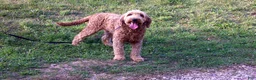 Goldendoodle dogs for sale: Willow - Ad 6