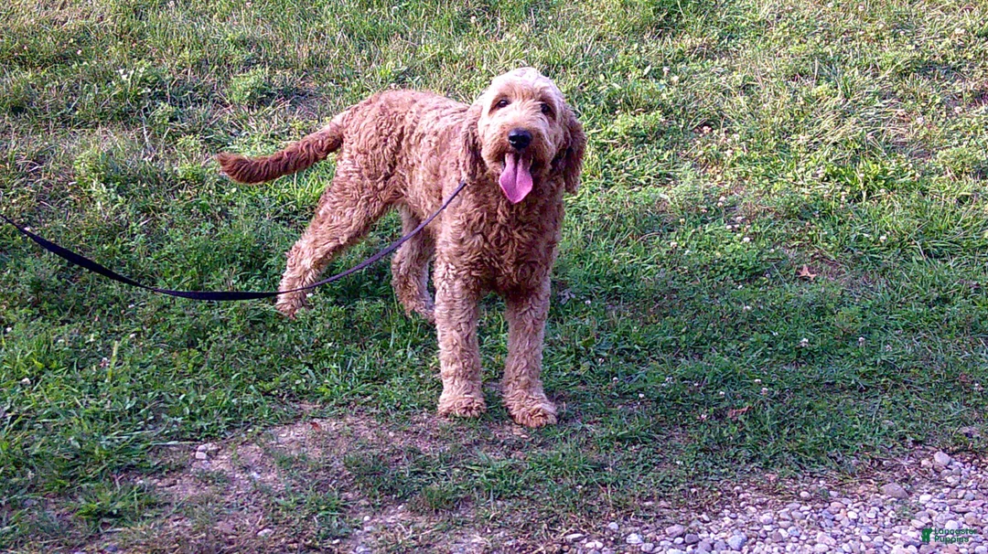 Goldendoodle dogs for sale: Willow - Ad 6