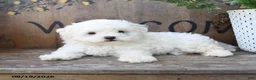 Maltipoo dogs for sale: Teddi Bear - Ad 4