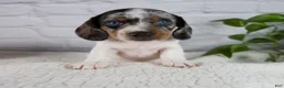 Miniature Dachshund dogs for sale: Hazel - Ad 1