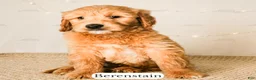 Goldendoodle dogs for sale: Berenstain - Ad 20