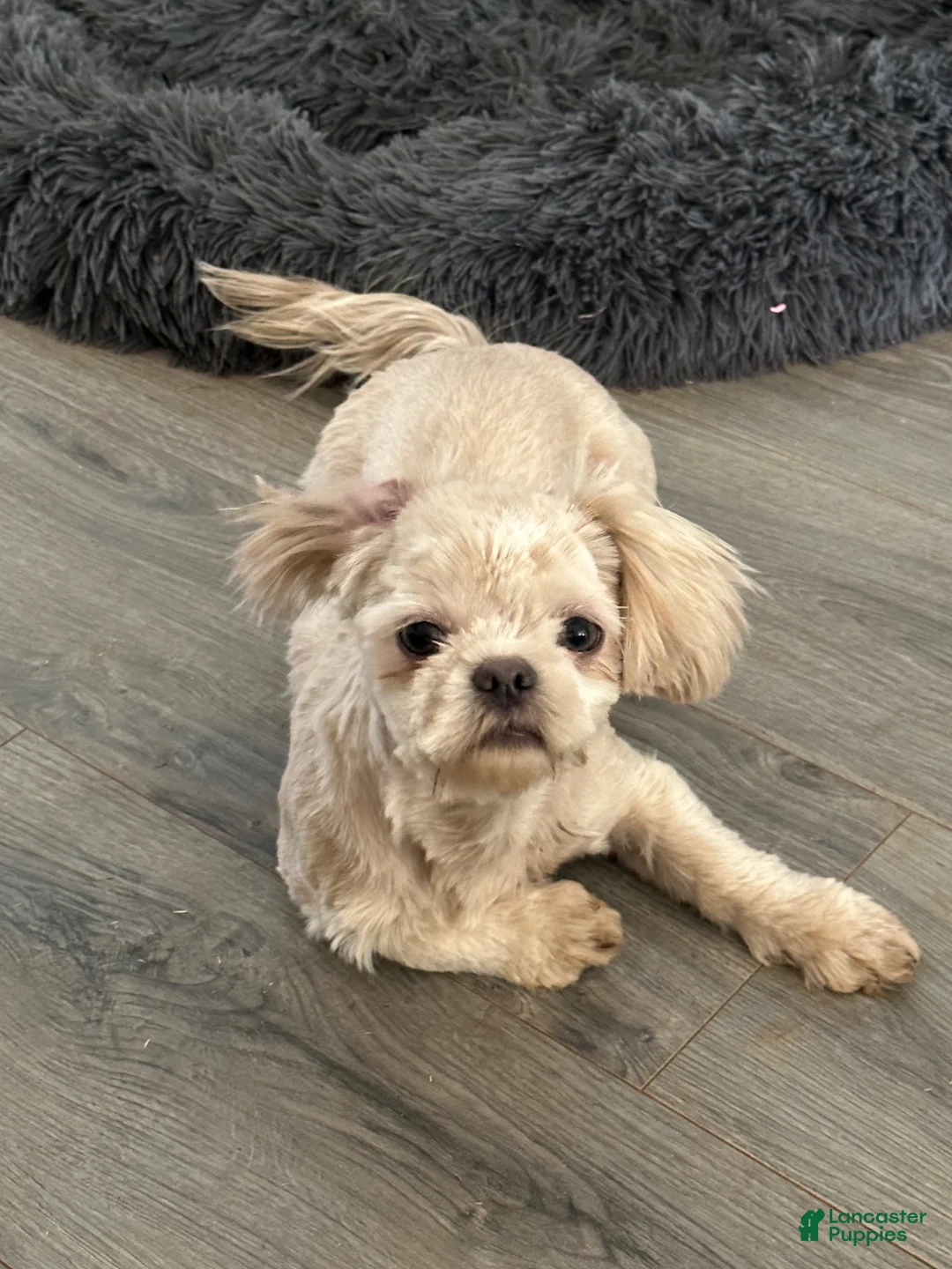 Shih Tzu dogs for sale: Shih Tzu Puppy 1 - Ad 2