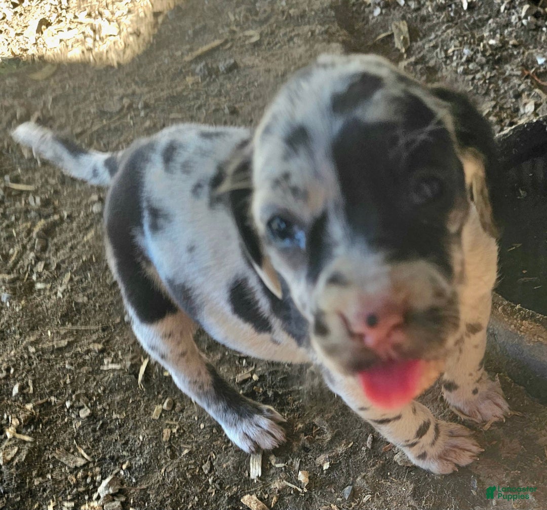 Mixed Breed dogs for sale: Rebae - Ad 2