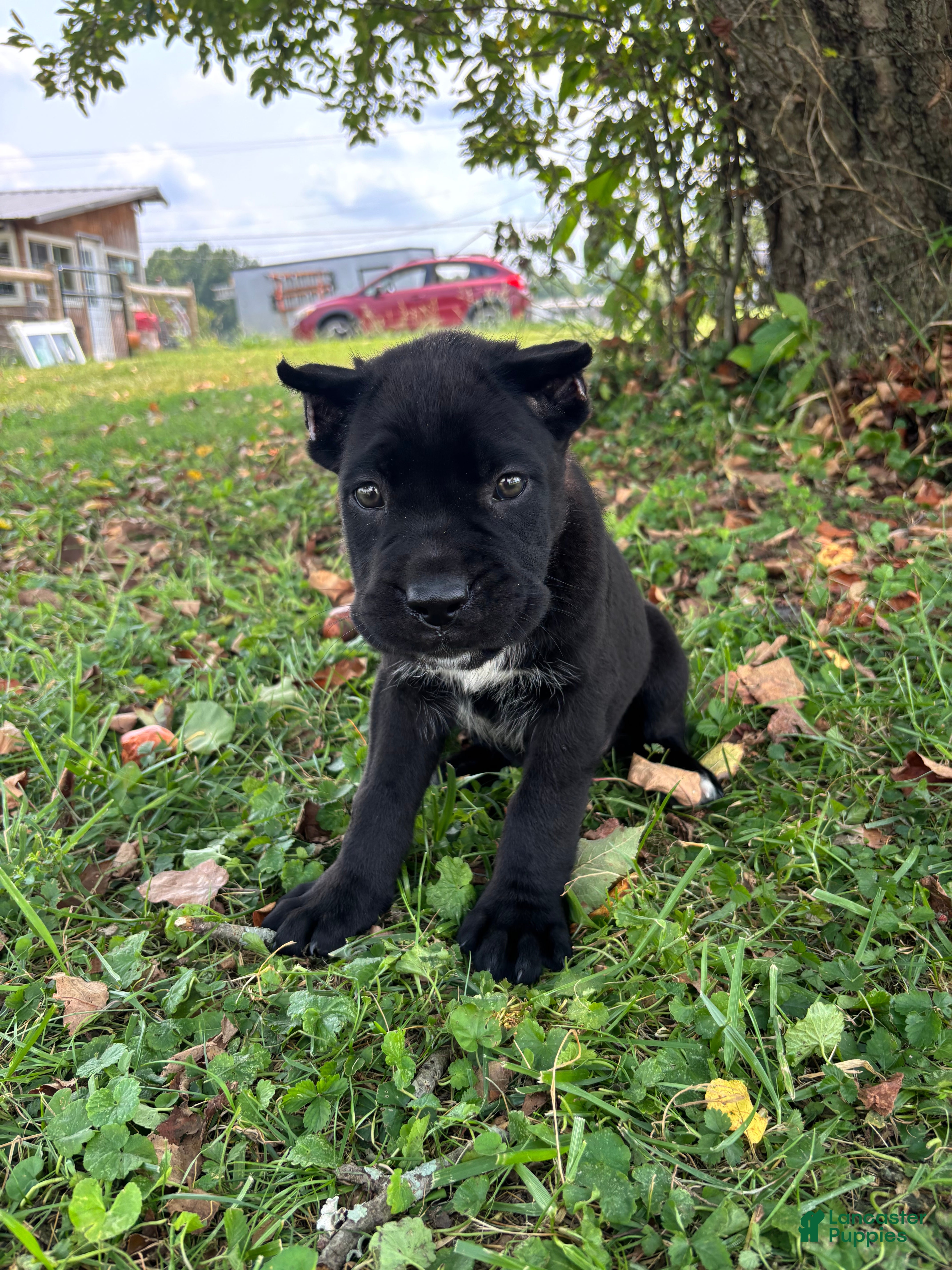 Cane Corso dogs Bear - Ad 2