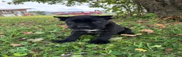 Cane Corso dogs for sale: Bear - Ad 2