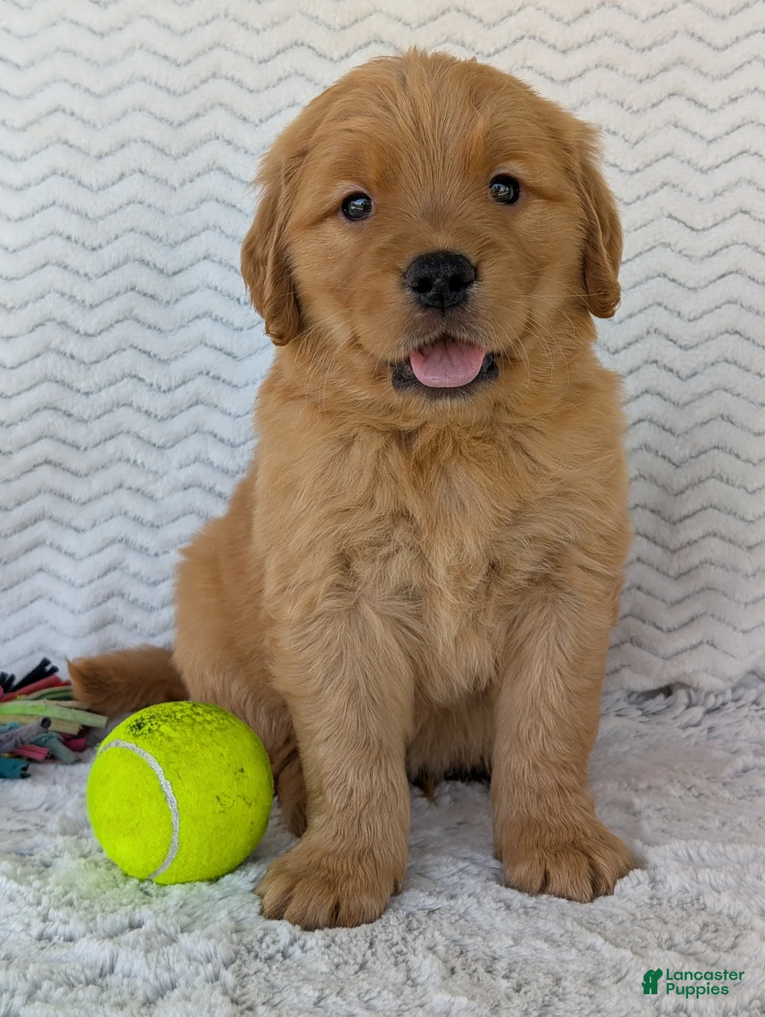 Golden Retriever dogs for sale: Hunter - Ad 1