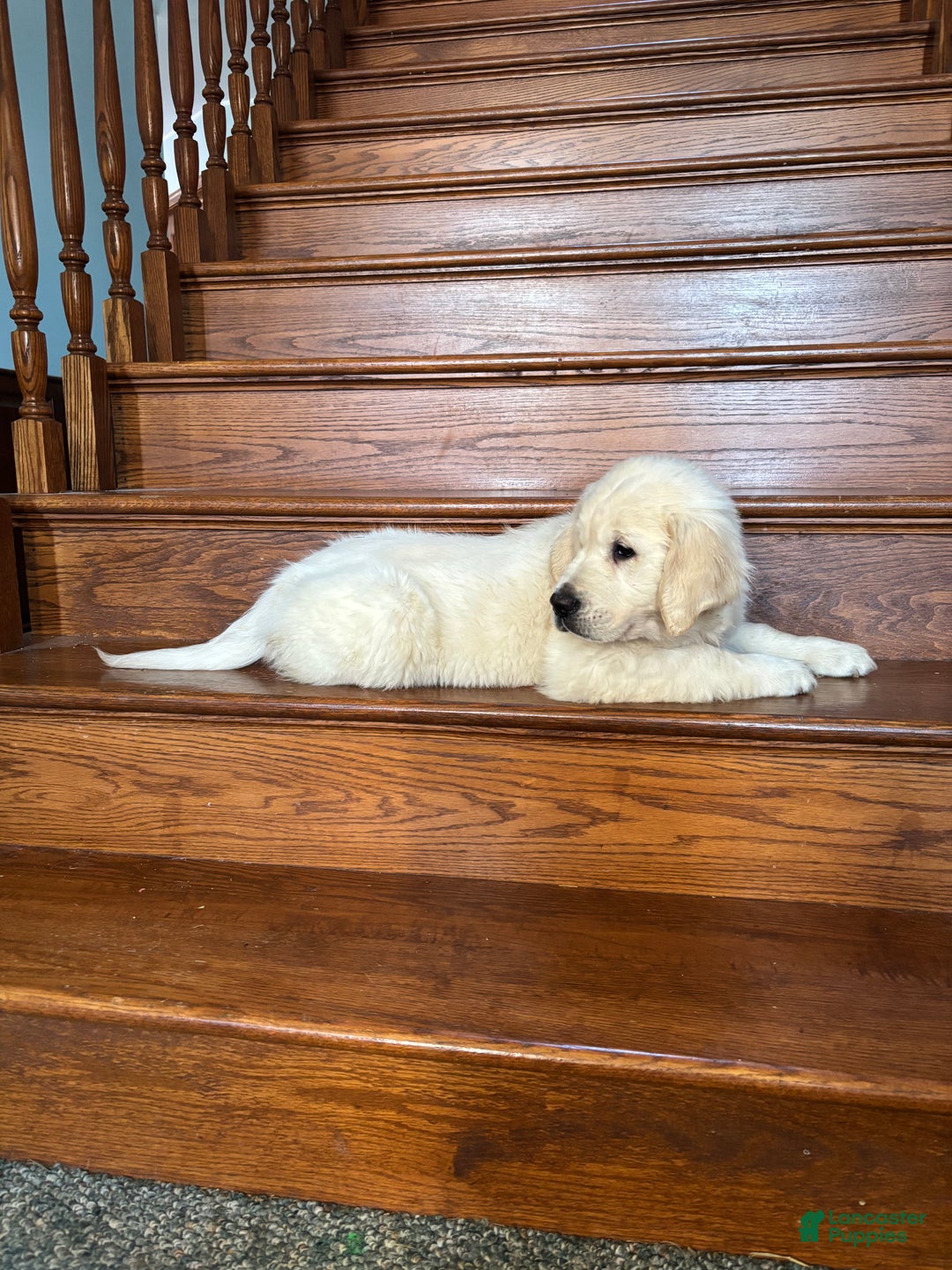 Golden Retriever dogs for sale: Bear  - Ad 3