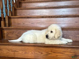 Golden Retriever dogs Bear - Ad 28