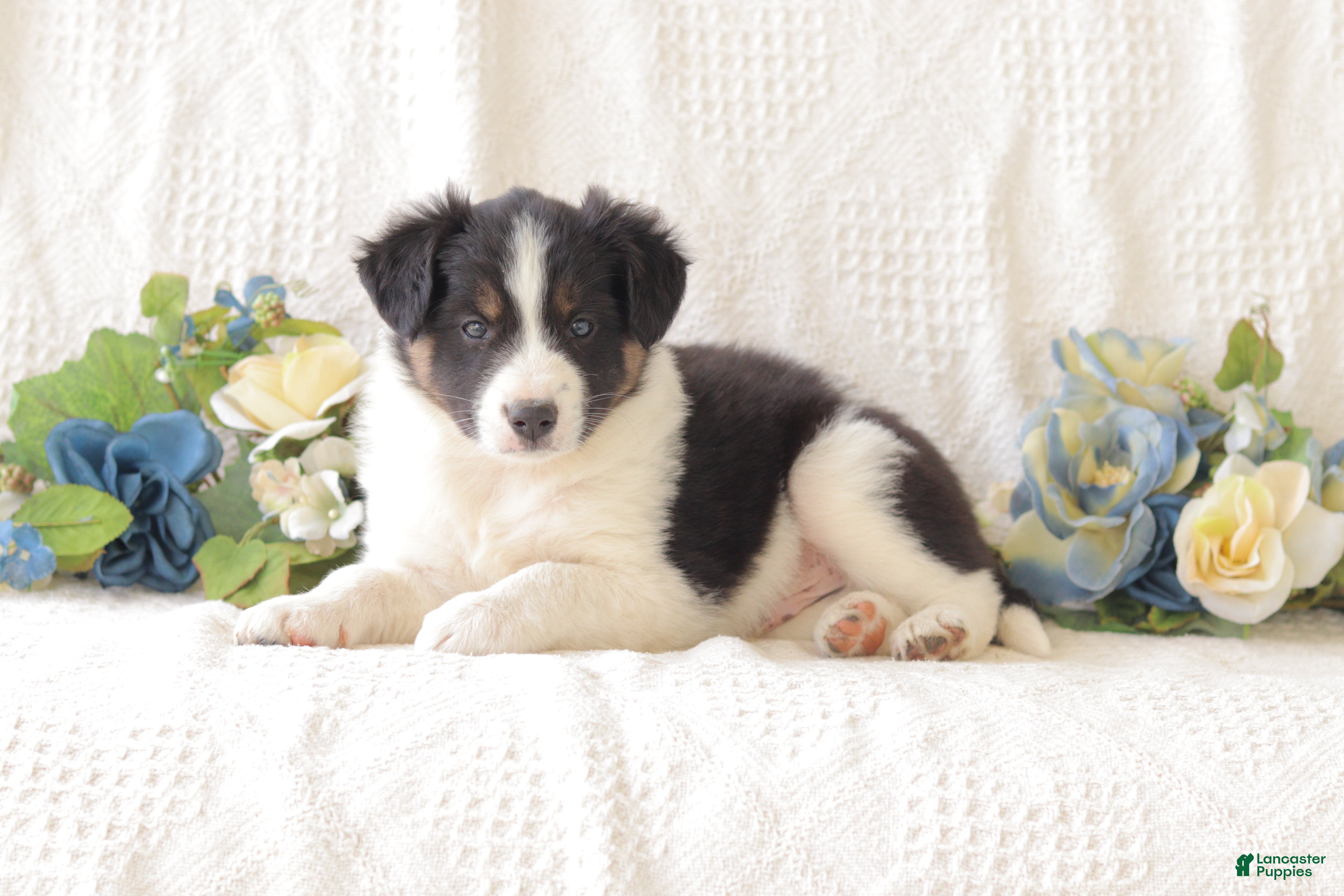 Border Collie dogs Jasper - Ad 1