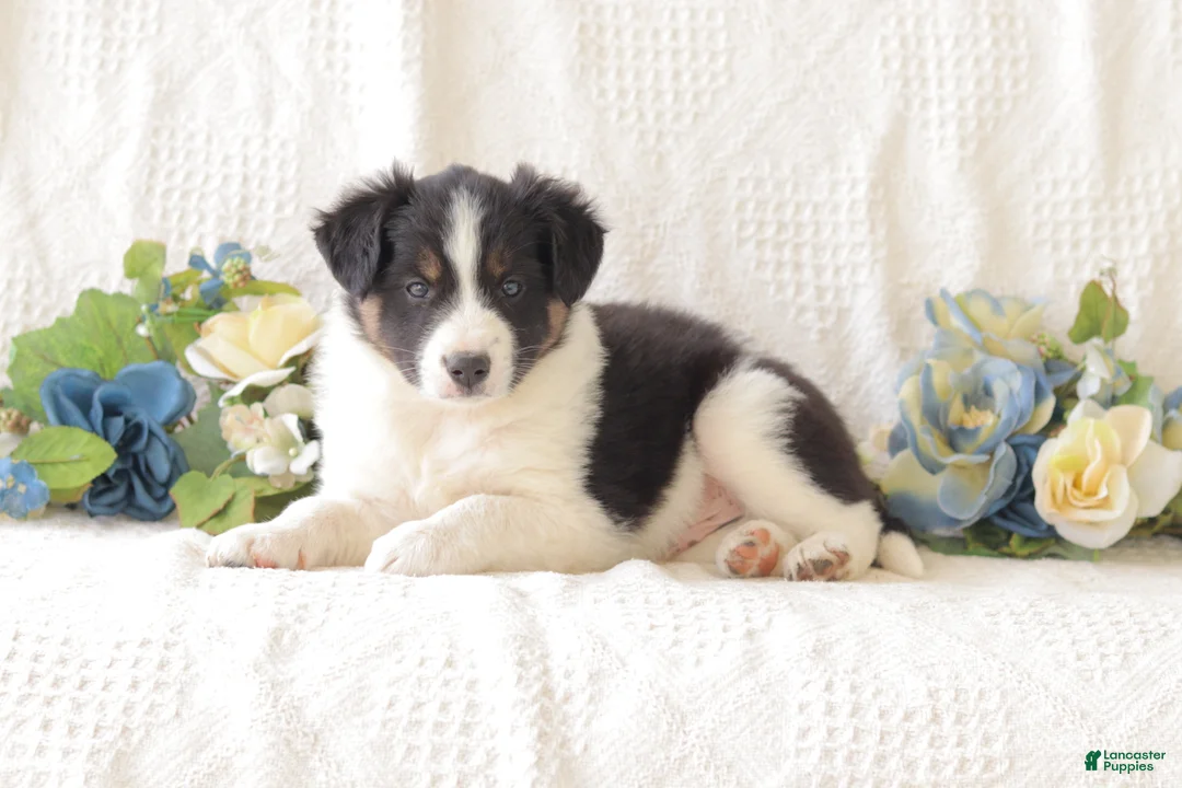 Border Collie dogs for sale: Jasper - Ad 1