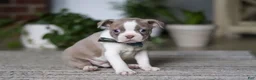 Boston Terrier dogs for sale: Riley - Ad 5