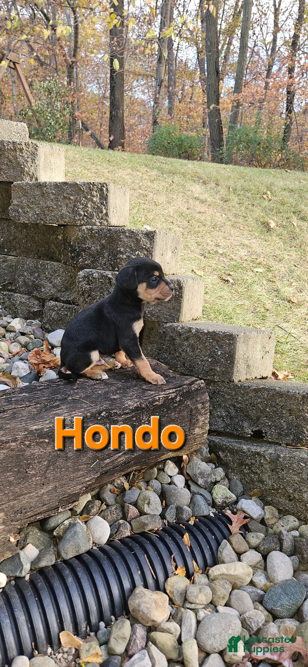 Mixed Breed dogs for sale: Hondo - Ad 1