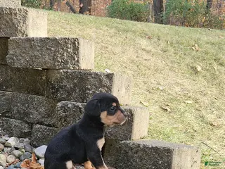 Mixed Breed dogs Hondo - Ad 41