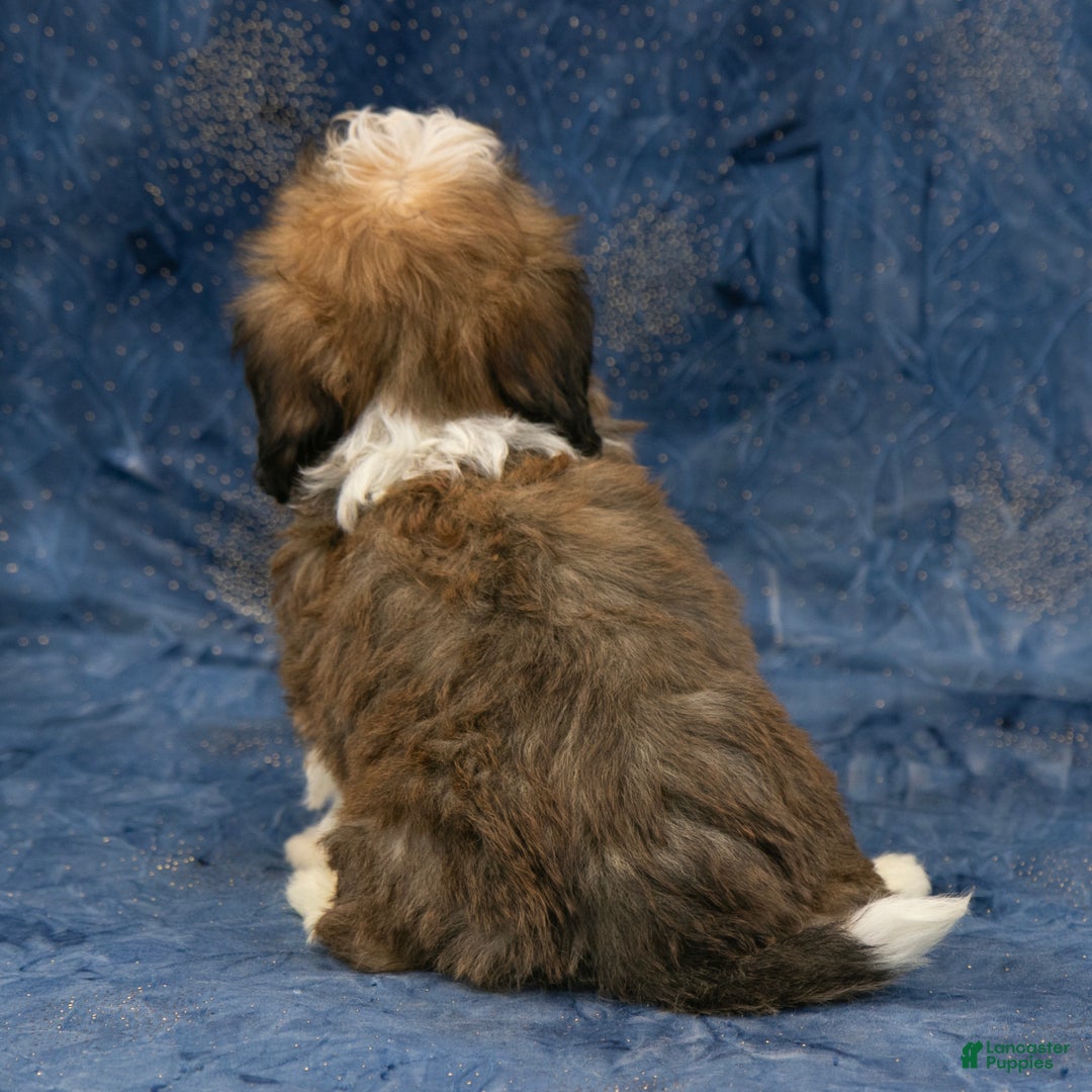 Havanese dogs for sale: Marley - Ad 4