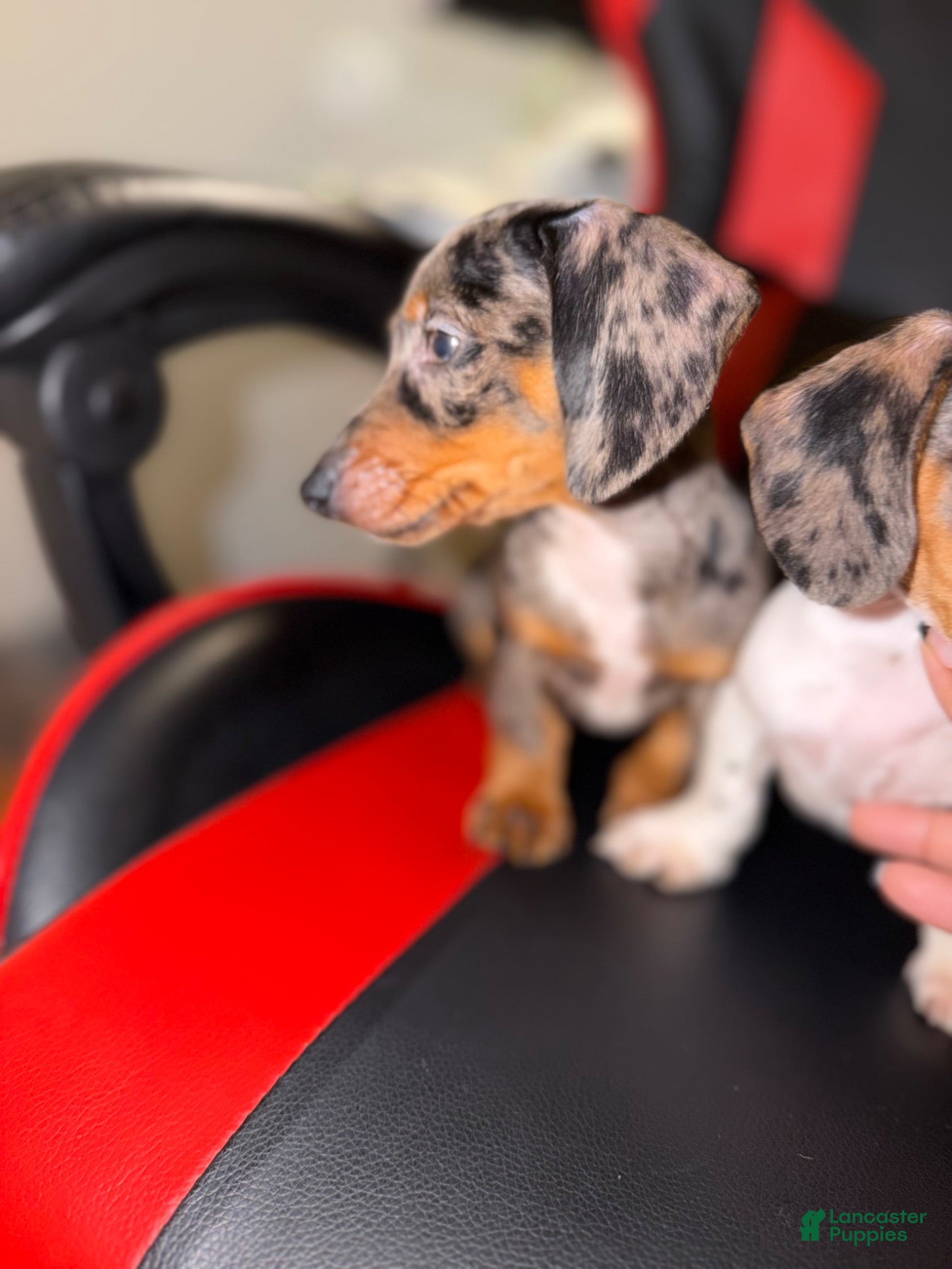 Miniature Dachshund dogs Miniature Dachshund 1 - Ad 1