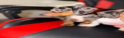 Miniature Dachshund dogs for sale: Miniature Dachshund 1 - Ad 1