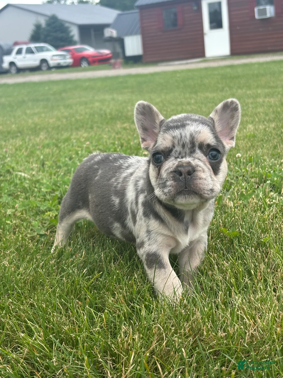 French Bulldog dogs for sale: Matt - Ad 3