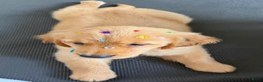 Golden Retriever 2