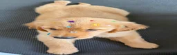 Golden Retriever dogs for sale: Golden Retriever 2 - Ad 1