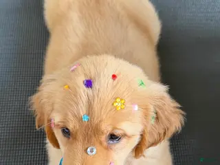 Golden Retriever dogs Golden Retriever 2 - Ad 28