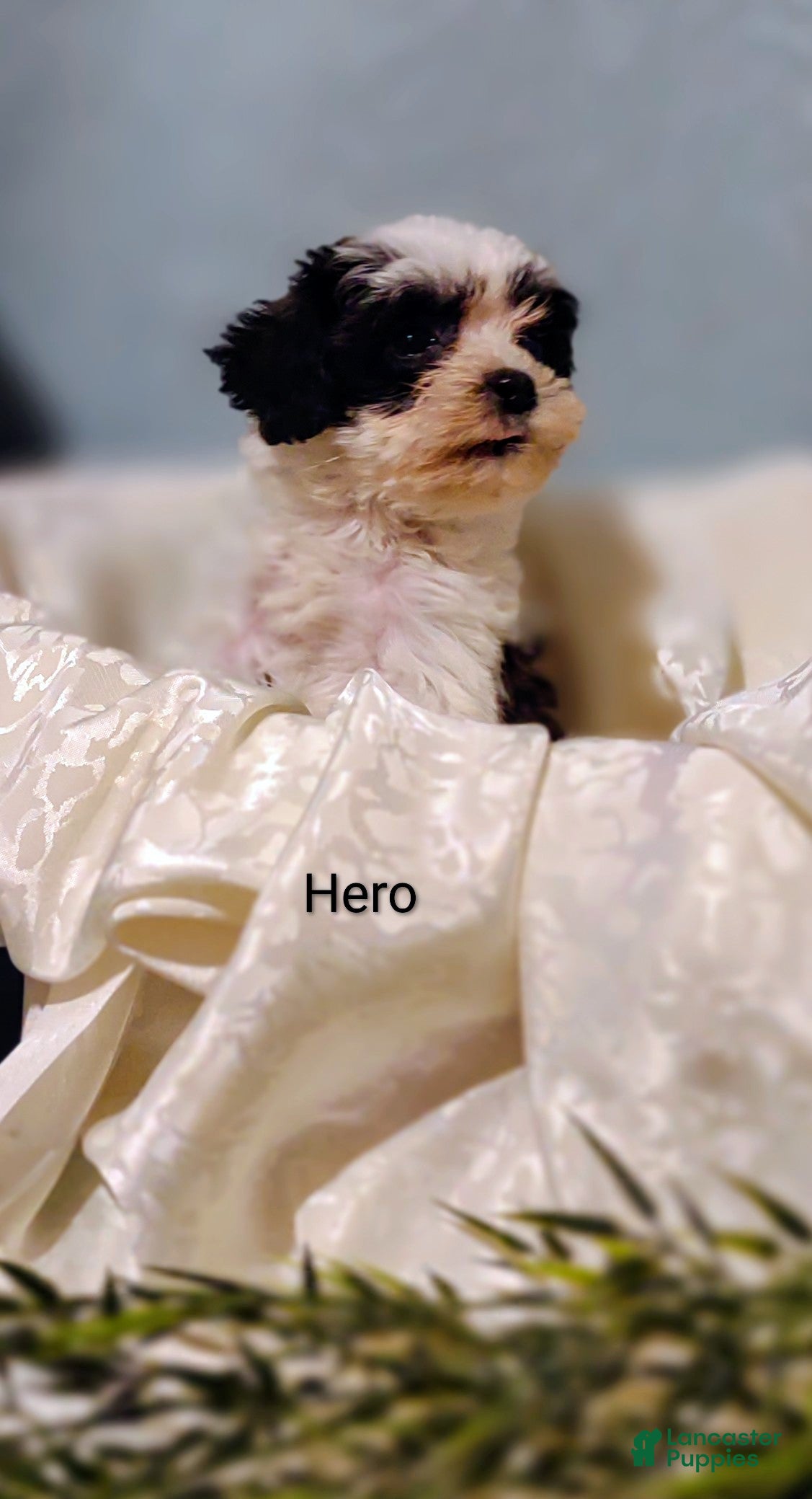 Mixed Breed dogs for sale: Mixed Breed 3 Hero - Ad 1
