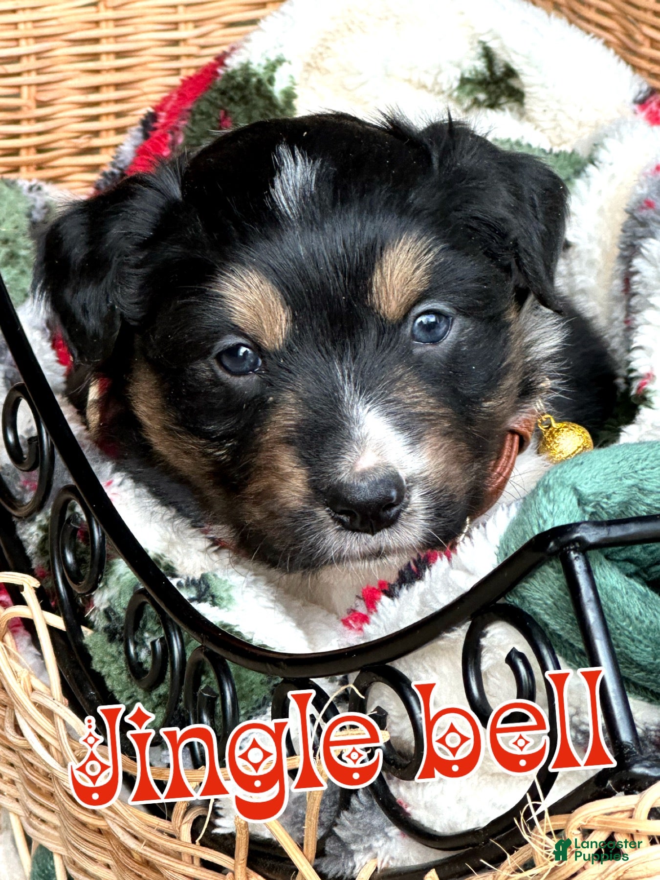 Miniature Australian Shepherd dogs Jingle Bell - Ad 7