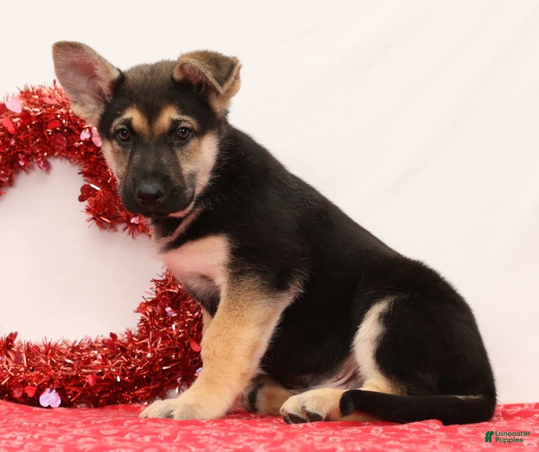 German Shepherd dogs for sale: Max - Ad 4