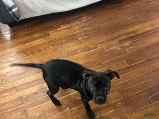 Mixed Breed dogs - Ad 28