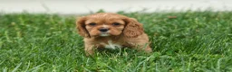 Cavalier King Charles Spaniel dogs for sale: Mocha 🐶✨ - Ad 16
