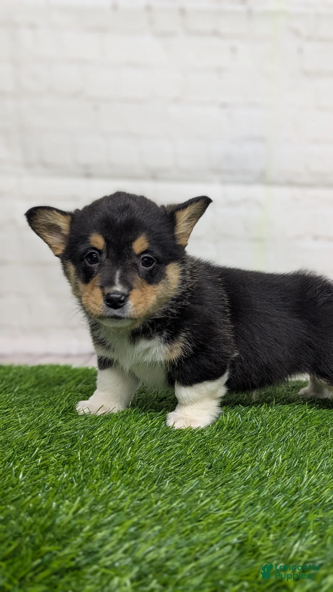Welsh Corgi Pembroke dogs for sale: Bruno  - Ad 6