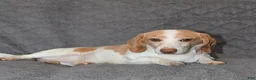 Miniature Dachshund dogs for sale: Osar - Ad 6
