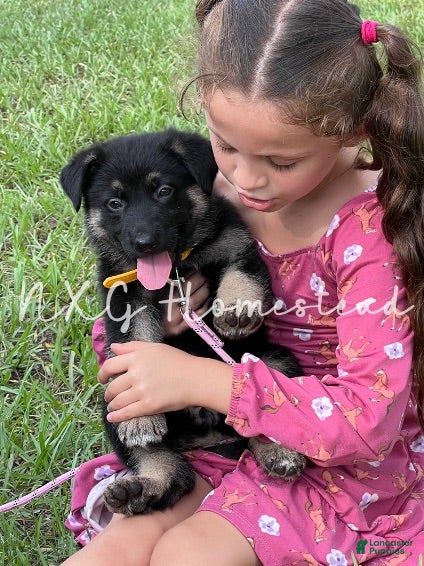 German Shepherd dogs Blue Ribbon (male) - Ad 2