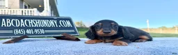 Miniature Dachshund dogs for sale: AKC Russian boy - Ad 1