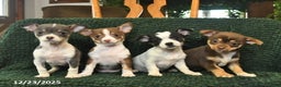 Chihuahua dogs for sale: Tinsel  - Ad 3